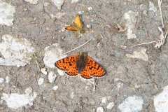 didima_melitea_didyma