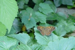 egeria