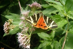 falena_euplagiaquadripunctaria