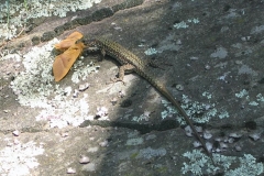 falenaelucertola