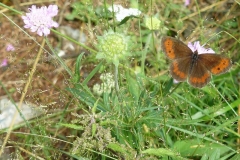 farfalla
