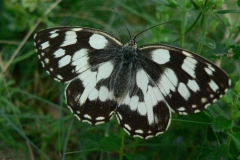 galatea_melanargia_galathea