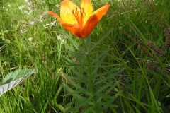 liliumbulbiferum