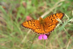 niobe_argynnis_niobe