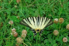 podalirioantonioli