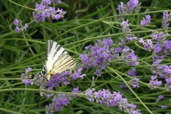 podalirio_iphiclides_podalirius