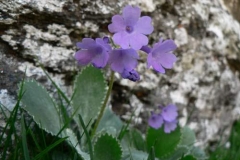 primula2