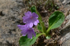 primula3