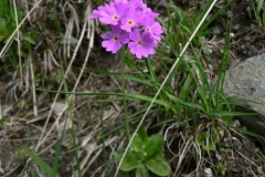 primulafarinosa