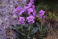 primulasp