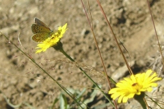 tersite_polyommatus_thersites
