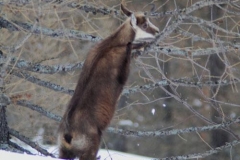 camoscioegodino