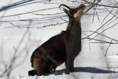 camoscionevebatti